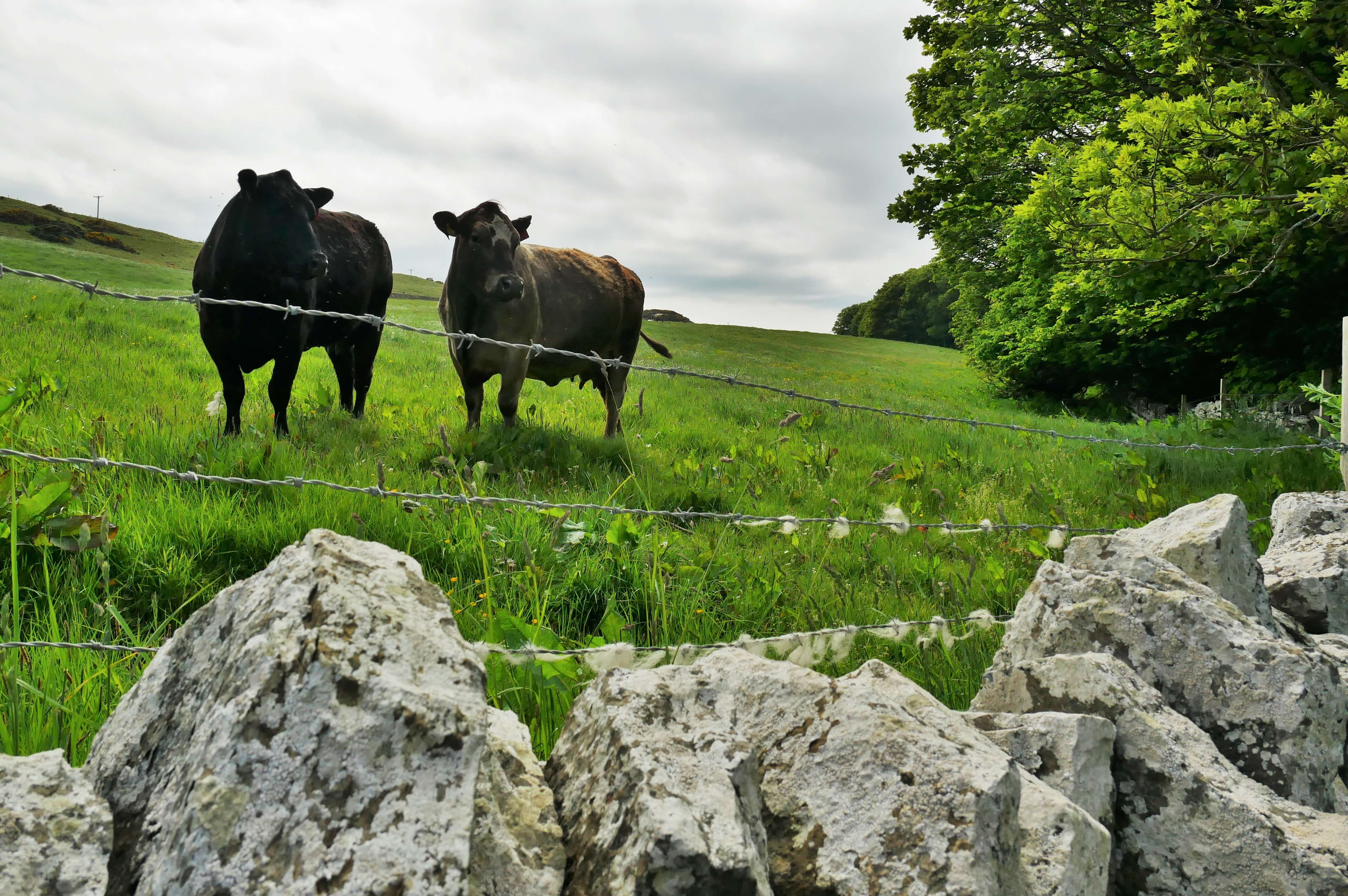 Global expat advice website - Where Can I Live?