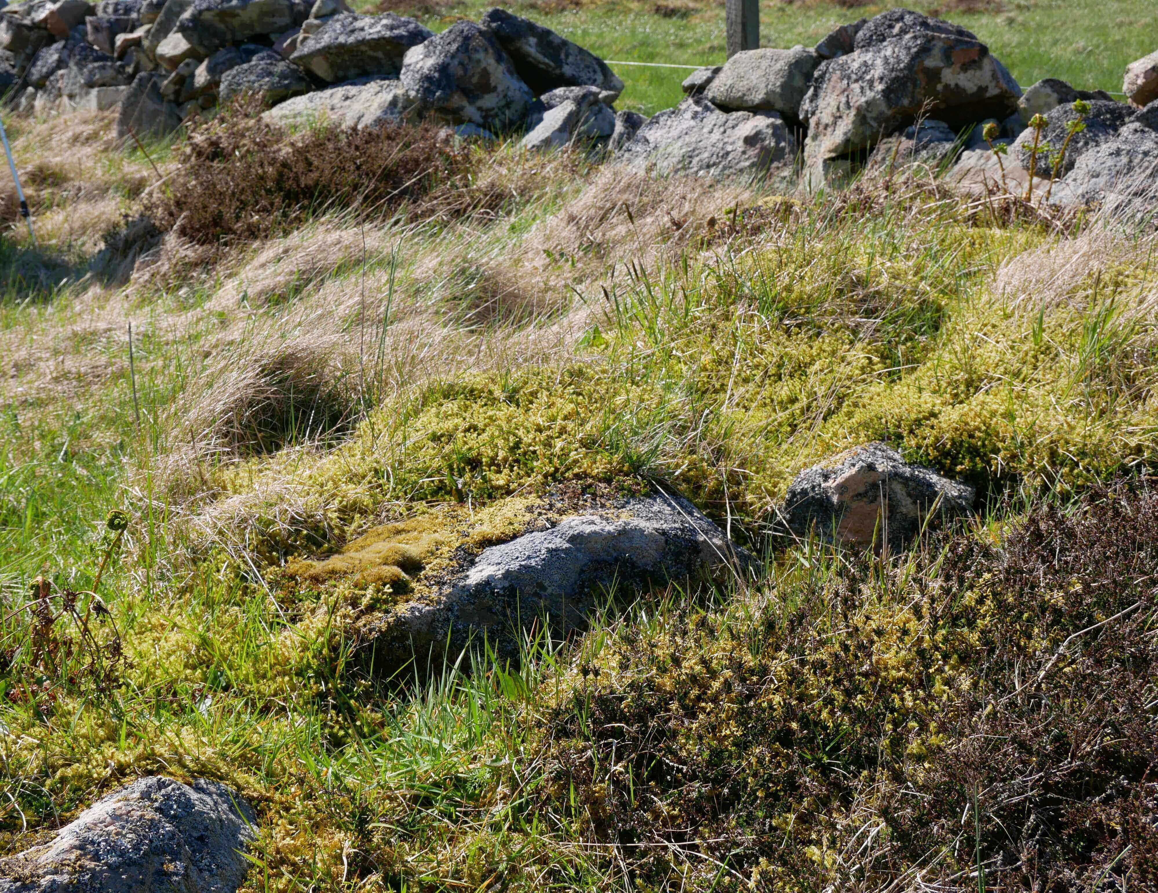 Watch out for ankle-breakers like these! Stony ground on the brae - Stromness, Orkney, Scotland