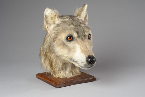 Neolithic dog head reconstruction from Orkney's Cuween Hill Chambered Tomb, commissioned by Historic Environment Scotland.