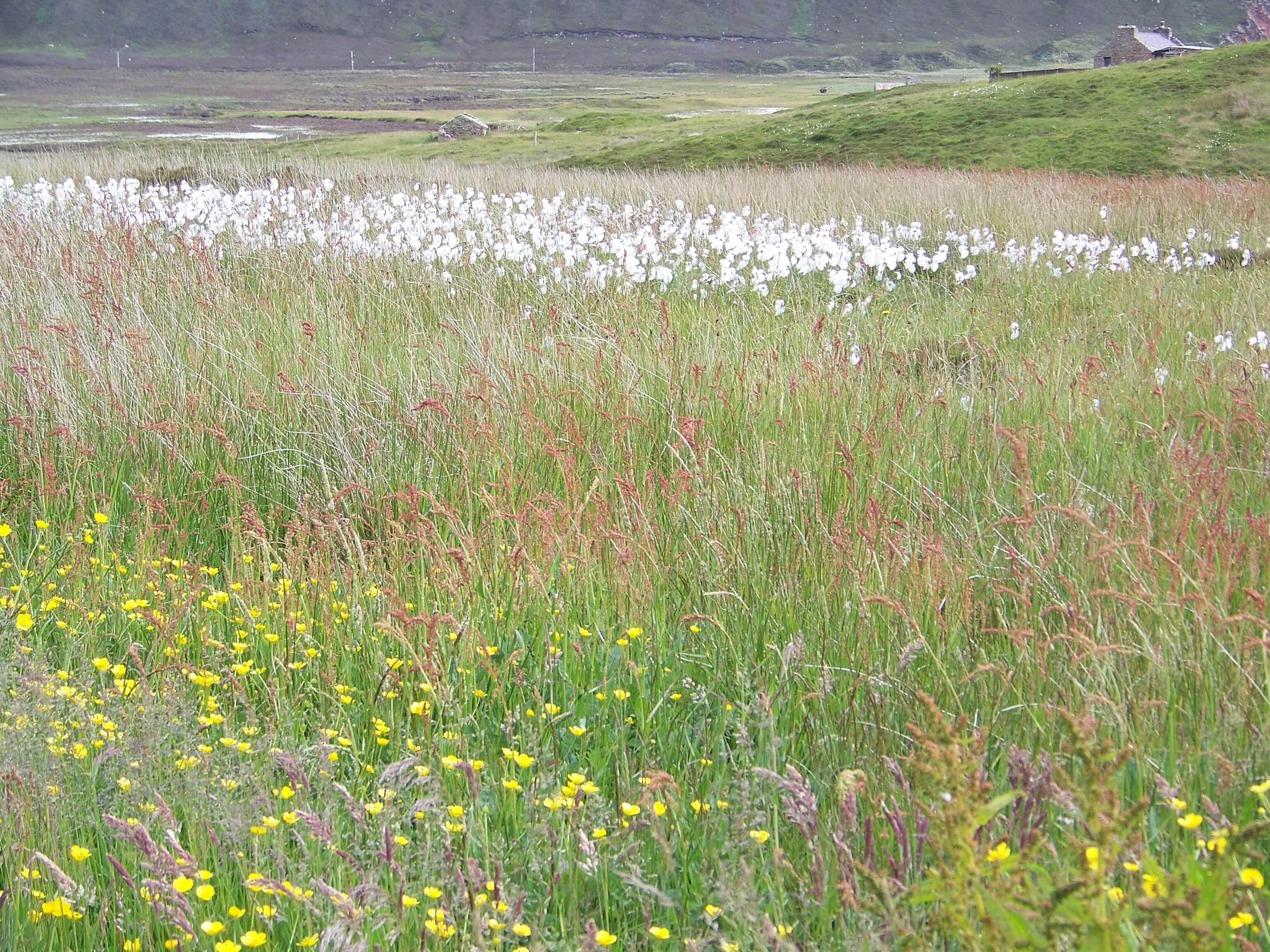 Expat forum - UK Yankee, American expats in the UK