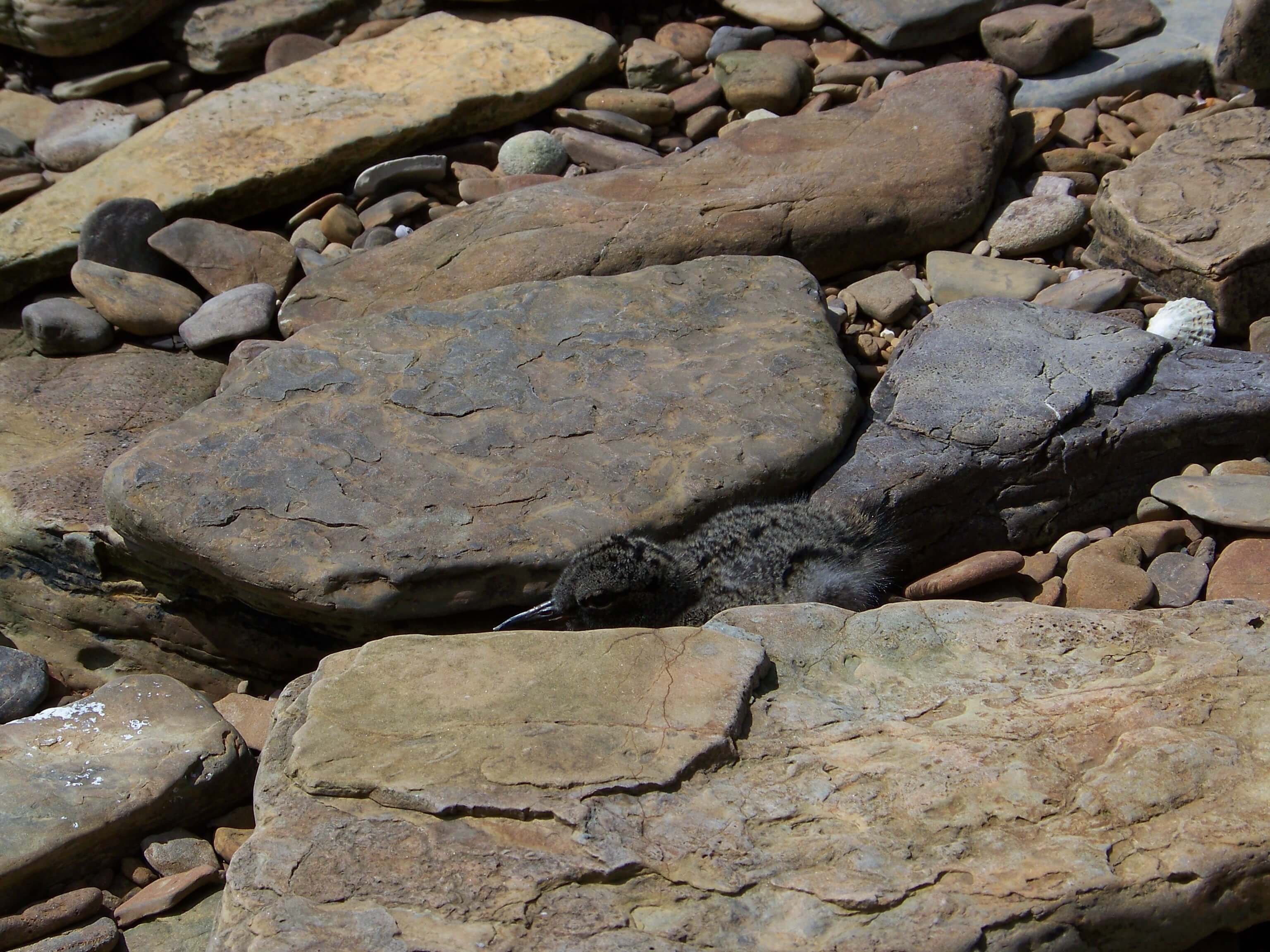 Oystercatcher chick hides on an Orkney beach