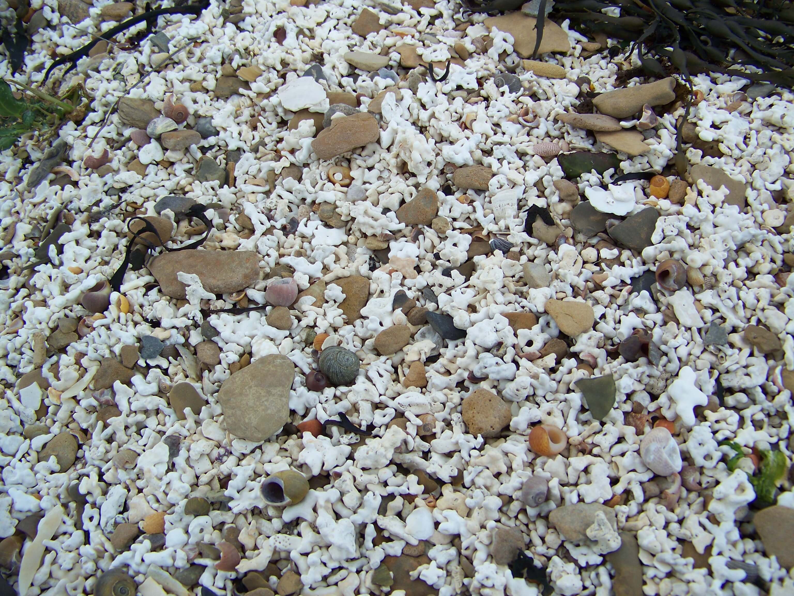 Coral beach near Hoy High Coral beach, Orkney