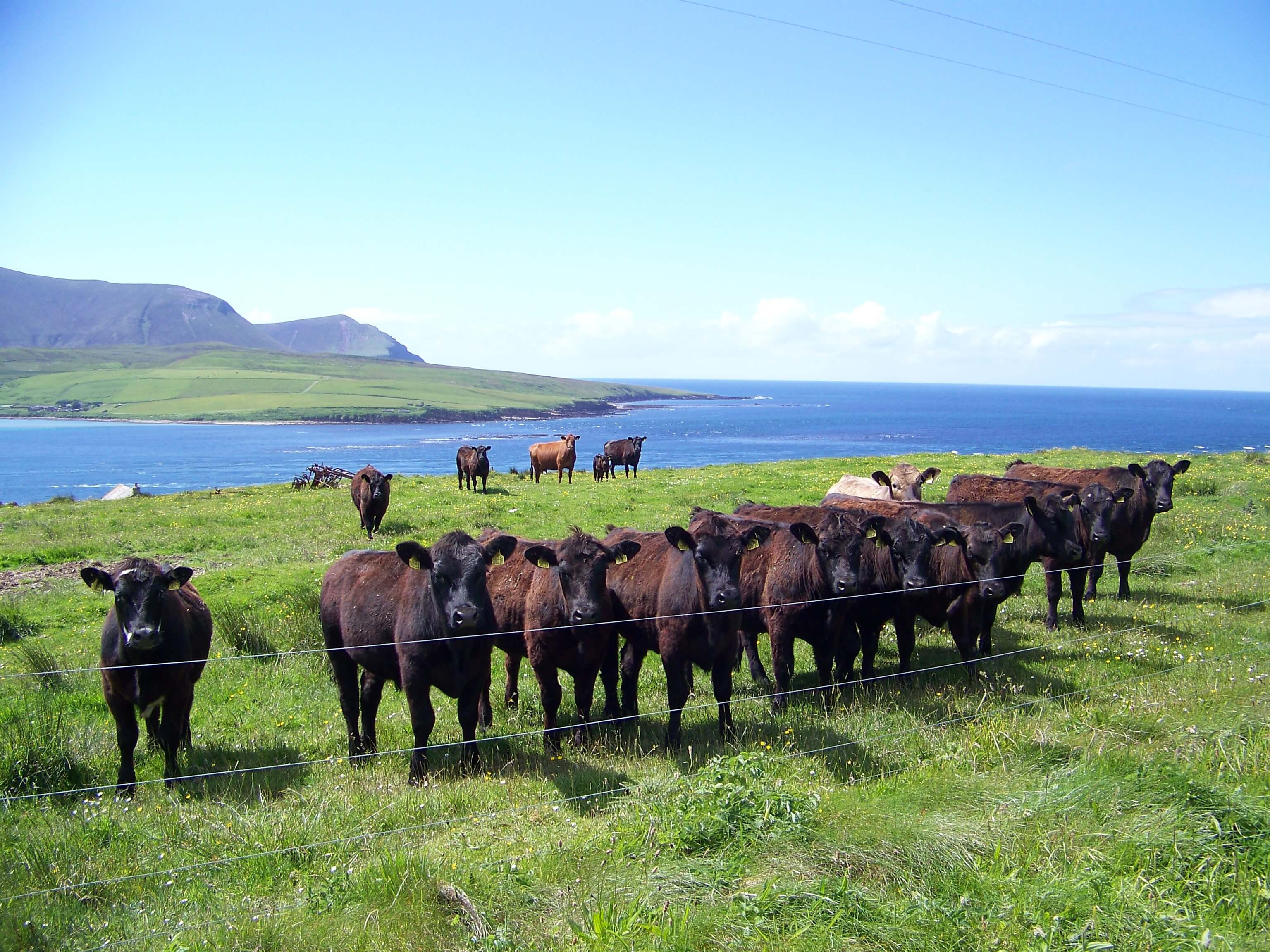 Curious cows on an Orkney island