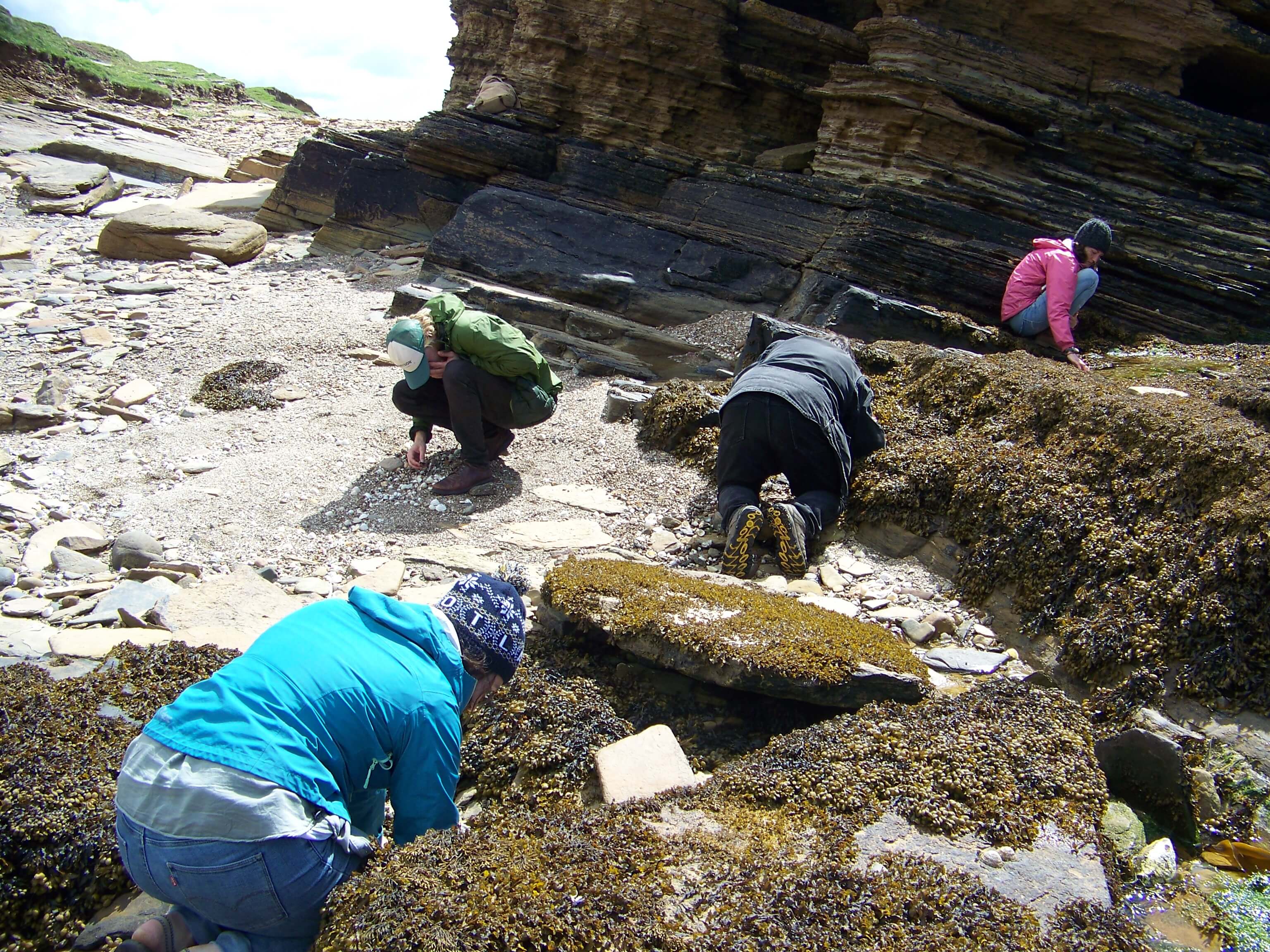 The whole family is struck by groatie buckie fever! People search for shells on an Orkney beach