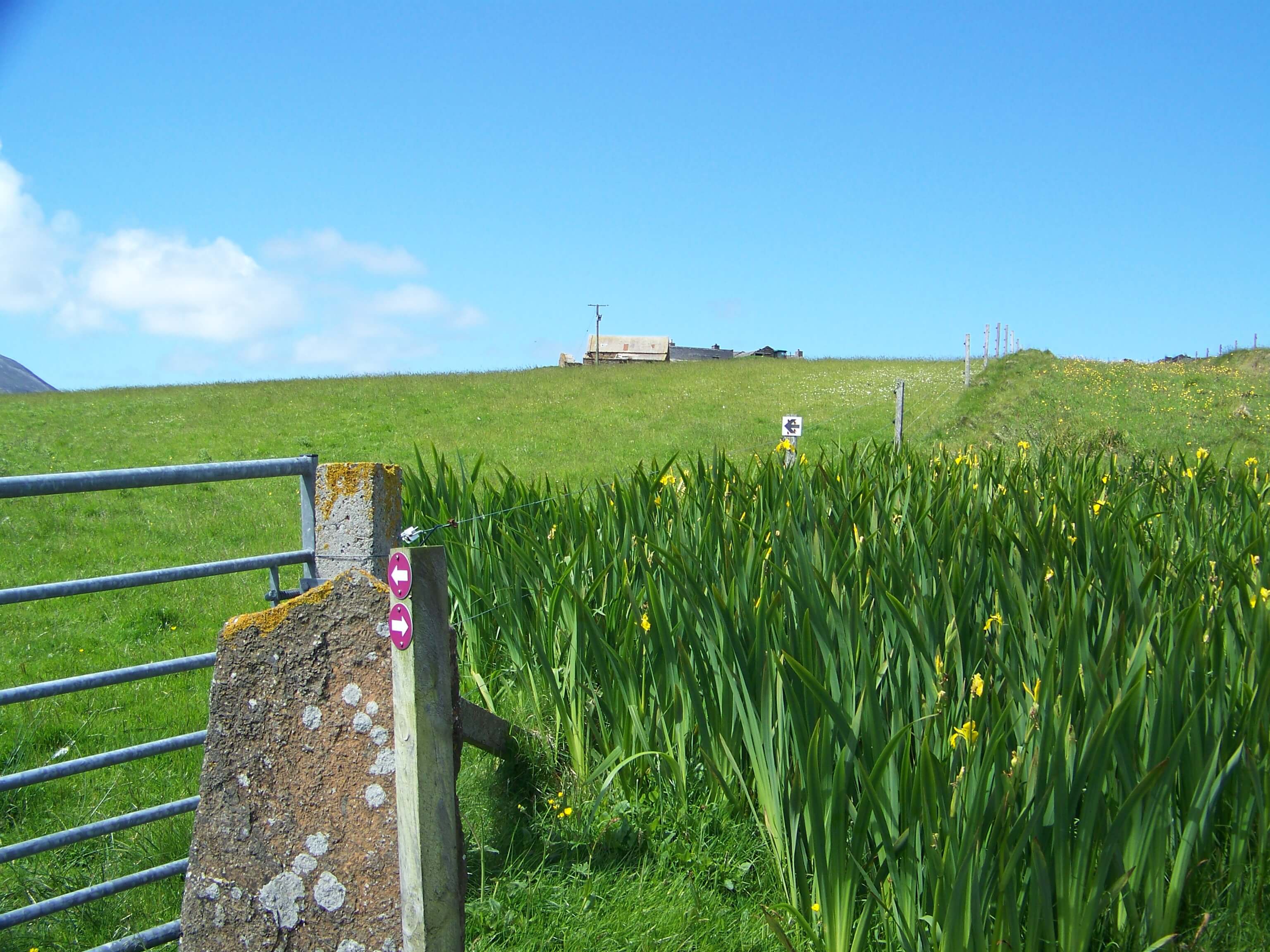 Beautiful swathes of yellow flag (iris) in bloom Yellow flag in an Orkney field
