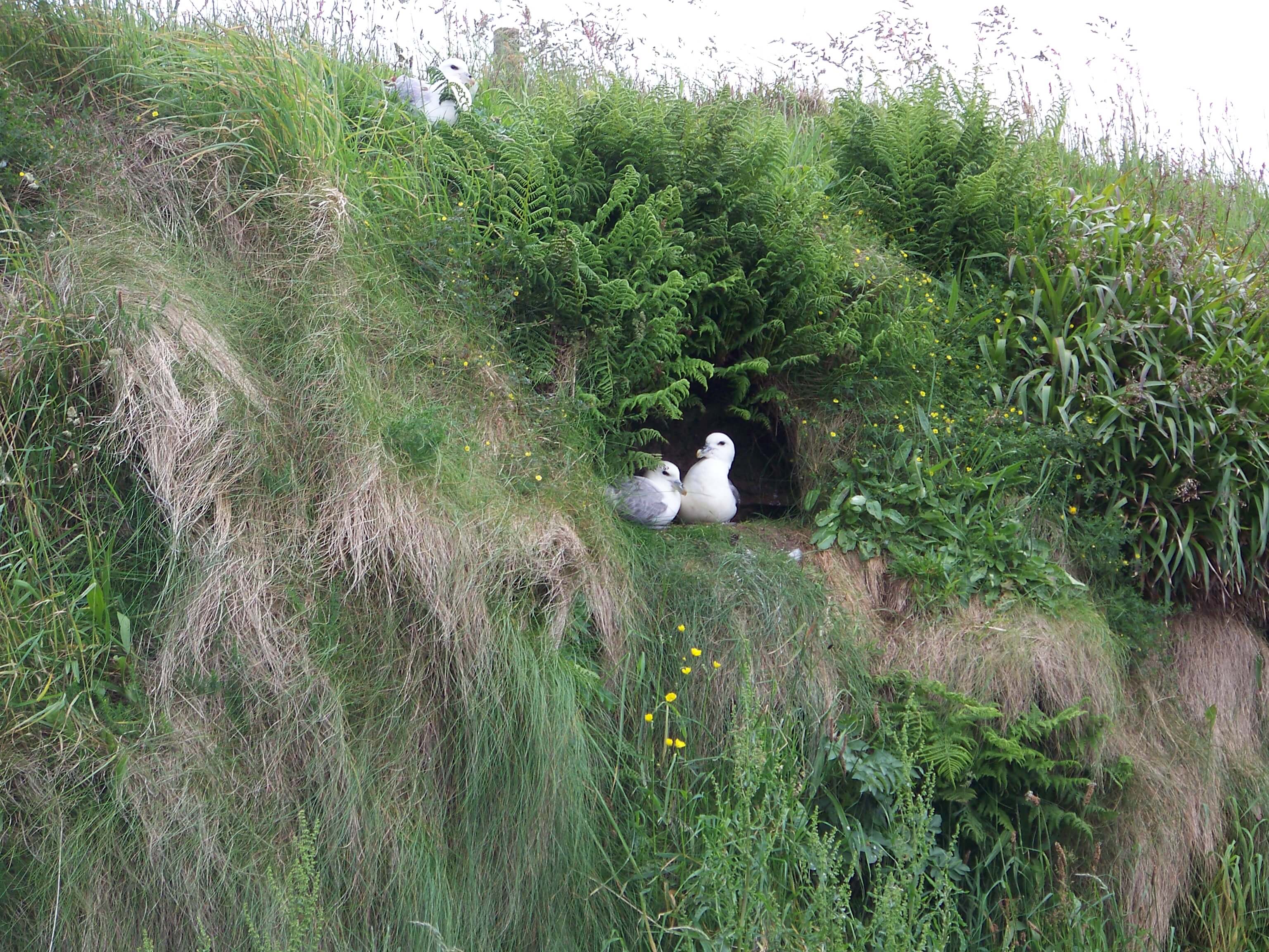Nesting fulmars - don't get too close! Fulmars nesting, Orkney