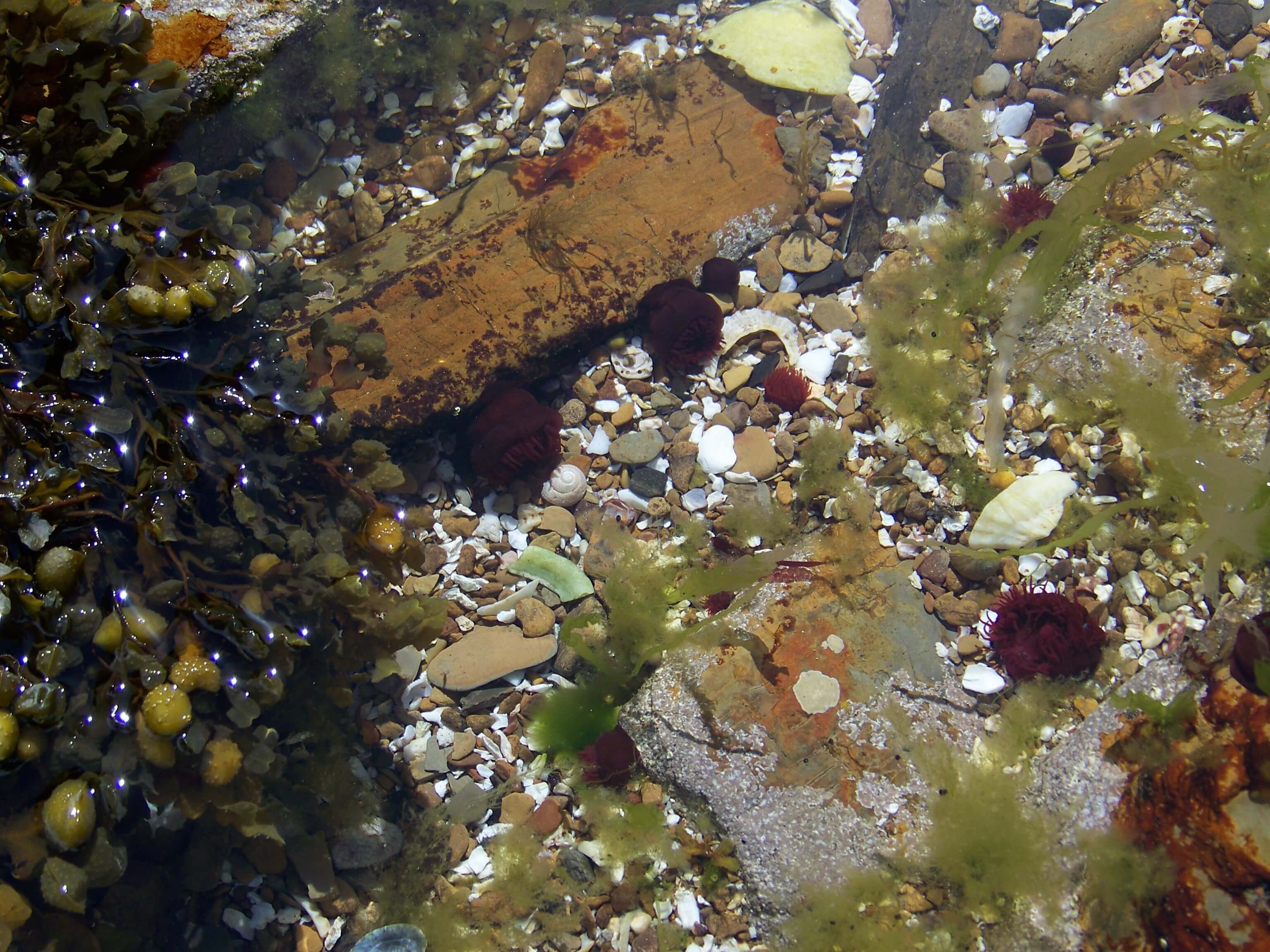 The maroon blobs are wee anemones hanging out in a tidal pool - so sweet! Sea anemones in a tidal pool, Orkney