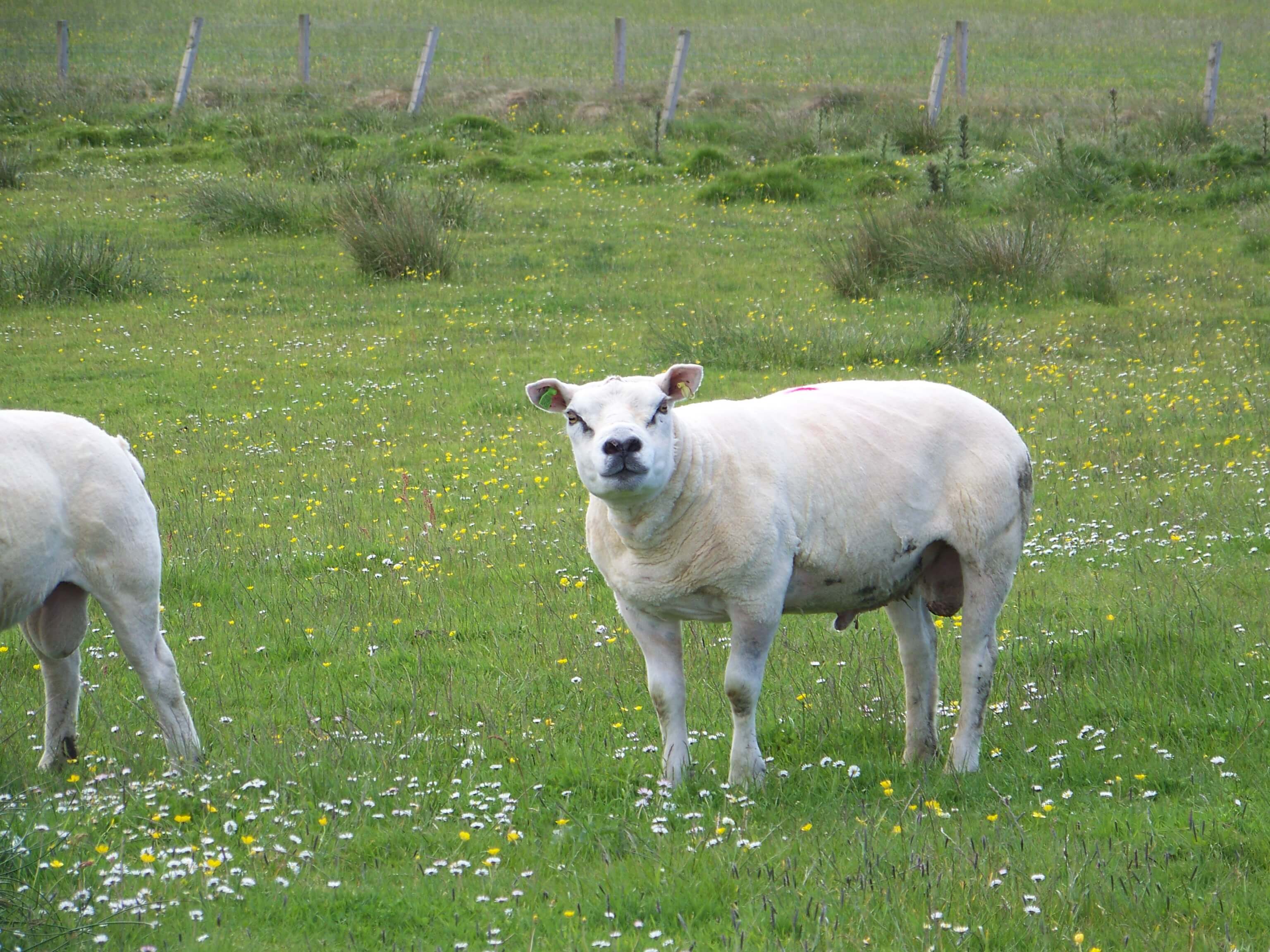 Pugnacious-looking island sheep Orkney sheep