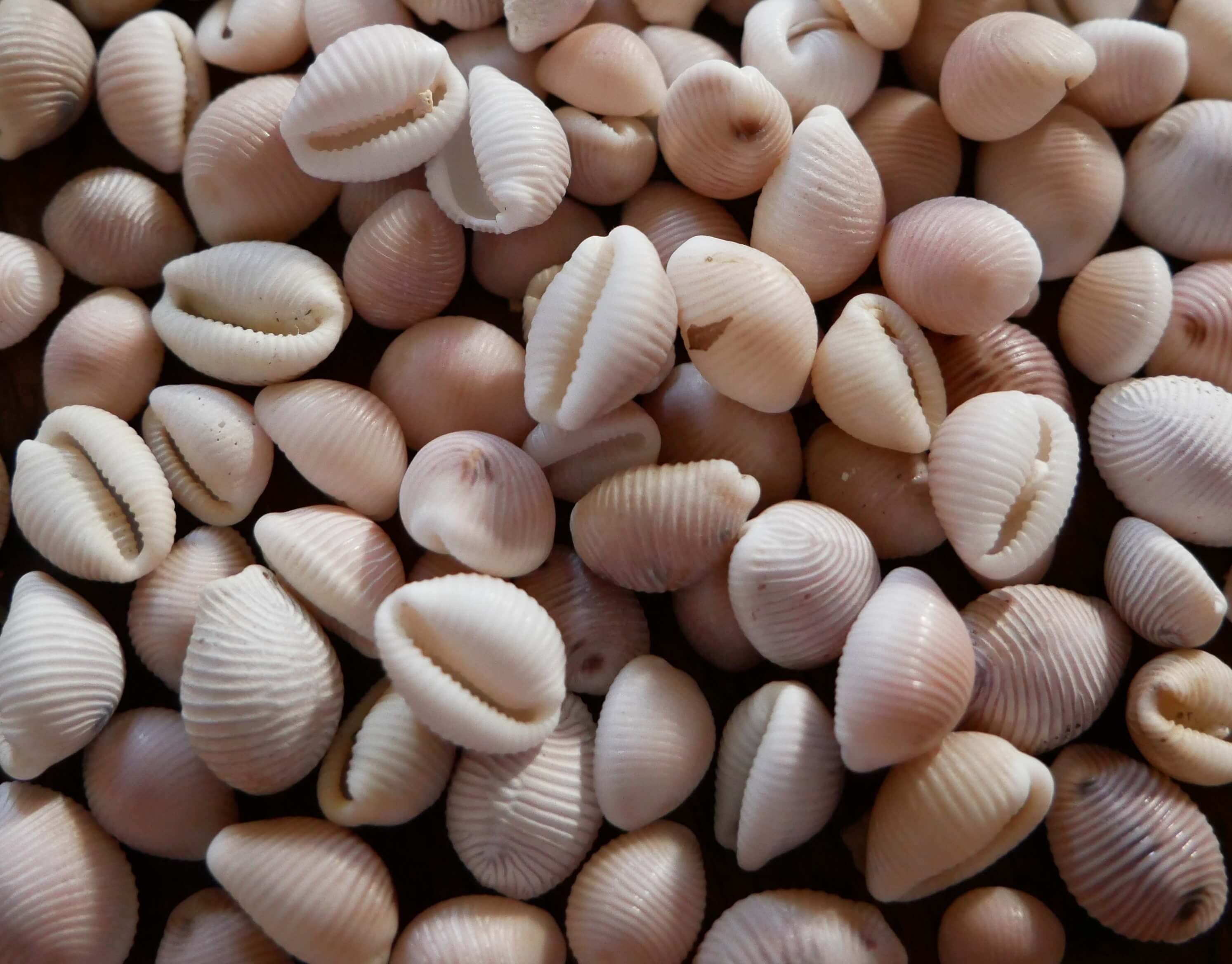 These wee cowrie shells known in Orkney as groatie buckies are highly prized by fanatics ... I mean, collectors Cowrie shells known as groatie buckies in Orkney, Scotland