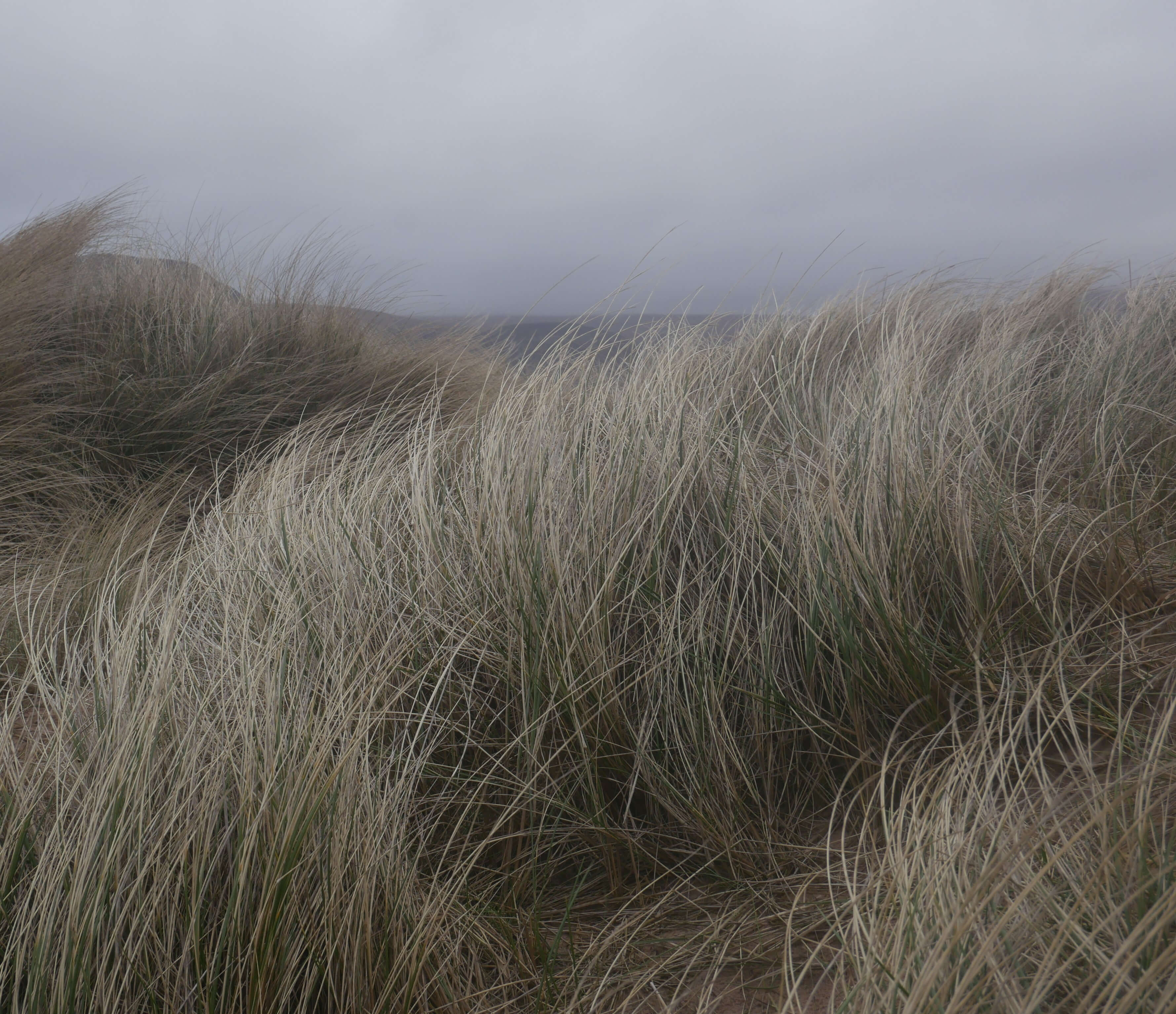 Sea grass Sea grasses, Orkney Islands, Scotland. #Orkneyology.com