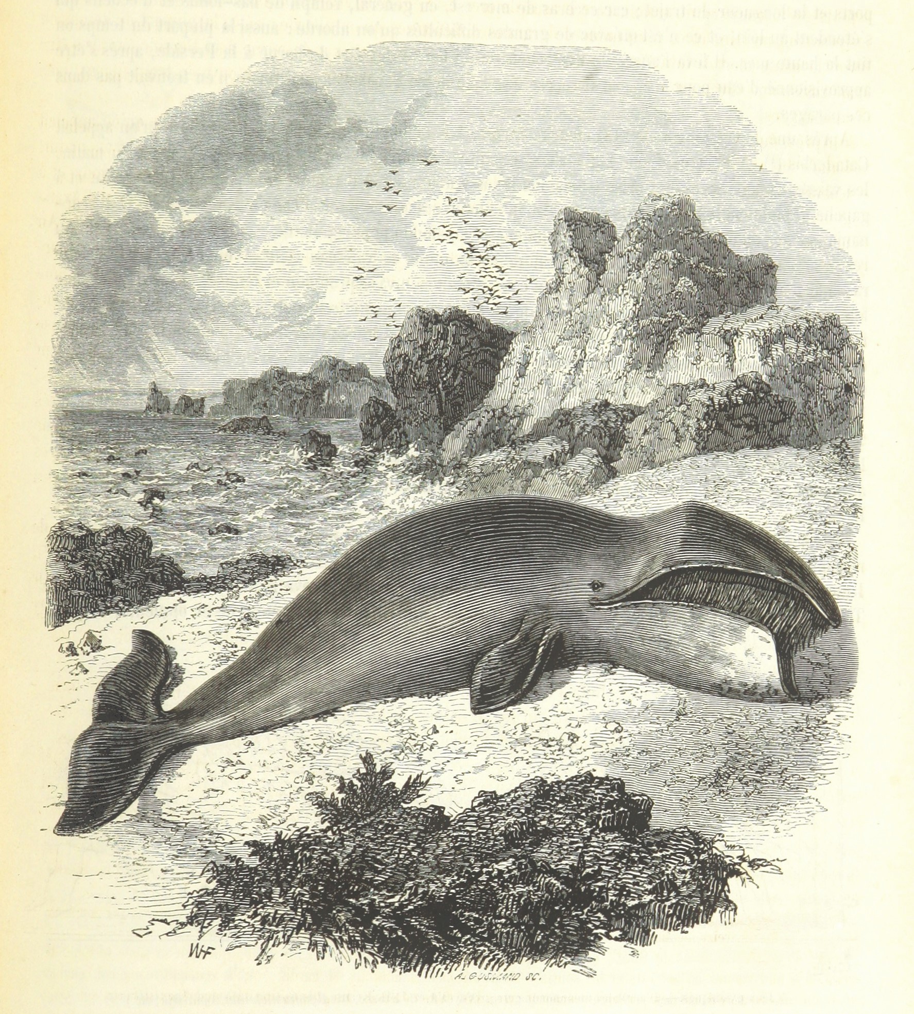 A whale was a great blessing to the people. Old illustration of a beached whale