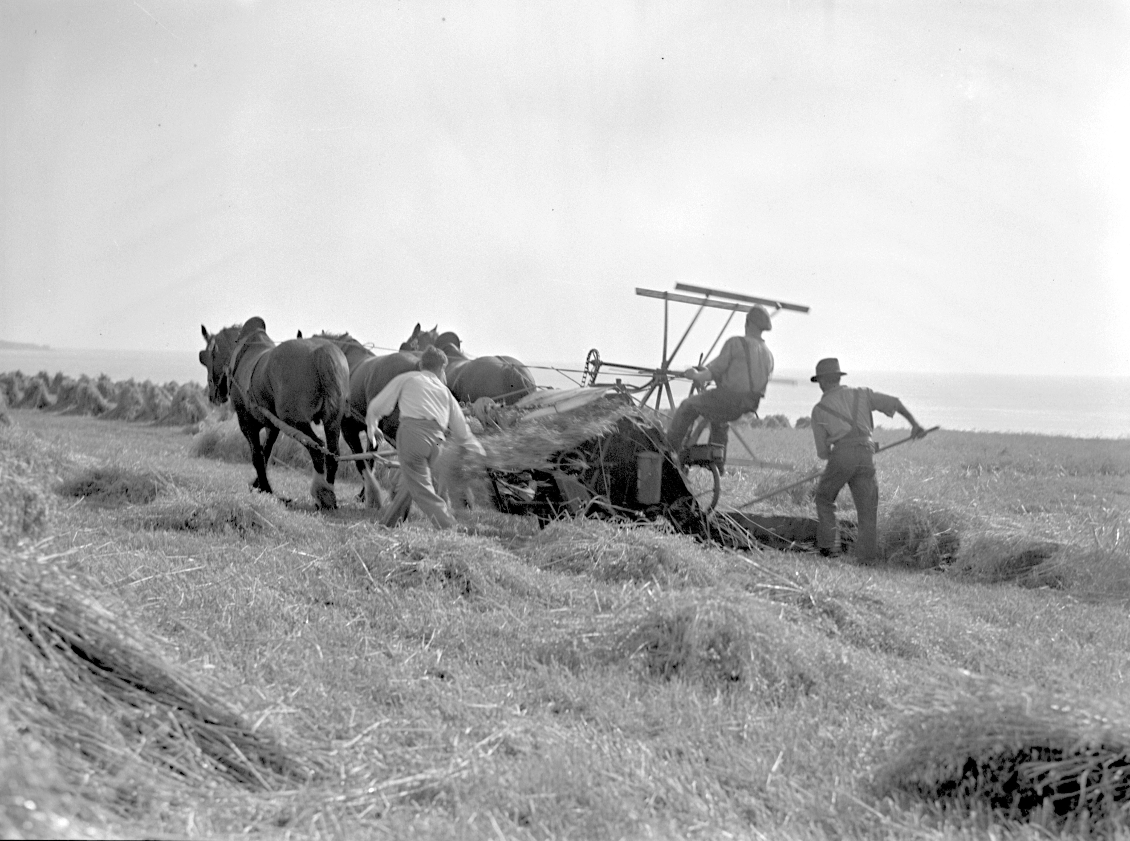 Harvest work - a binder cutting the oats and binding into sheaves Camp life on Lamb's Holm for Italian POWs in the Orkney Islands, Scotland. Former POWs working on an Orkney farm. www.Orkneyology.com