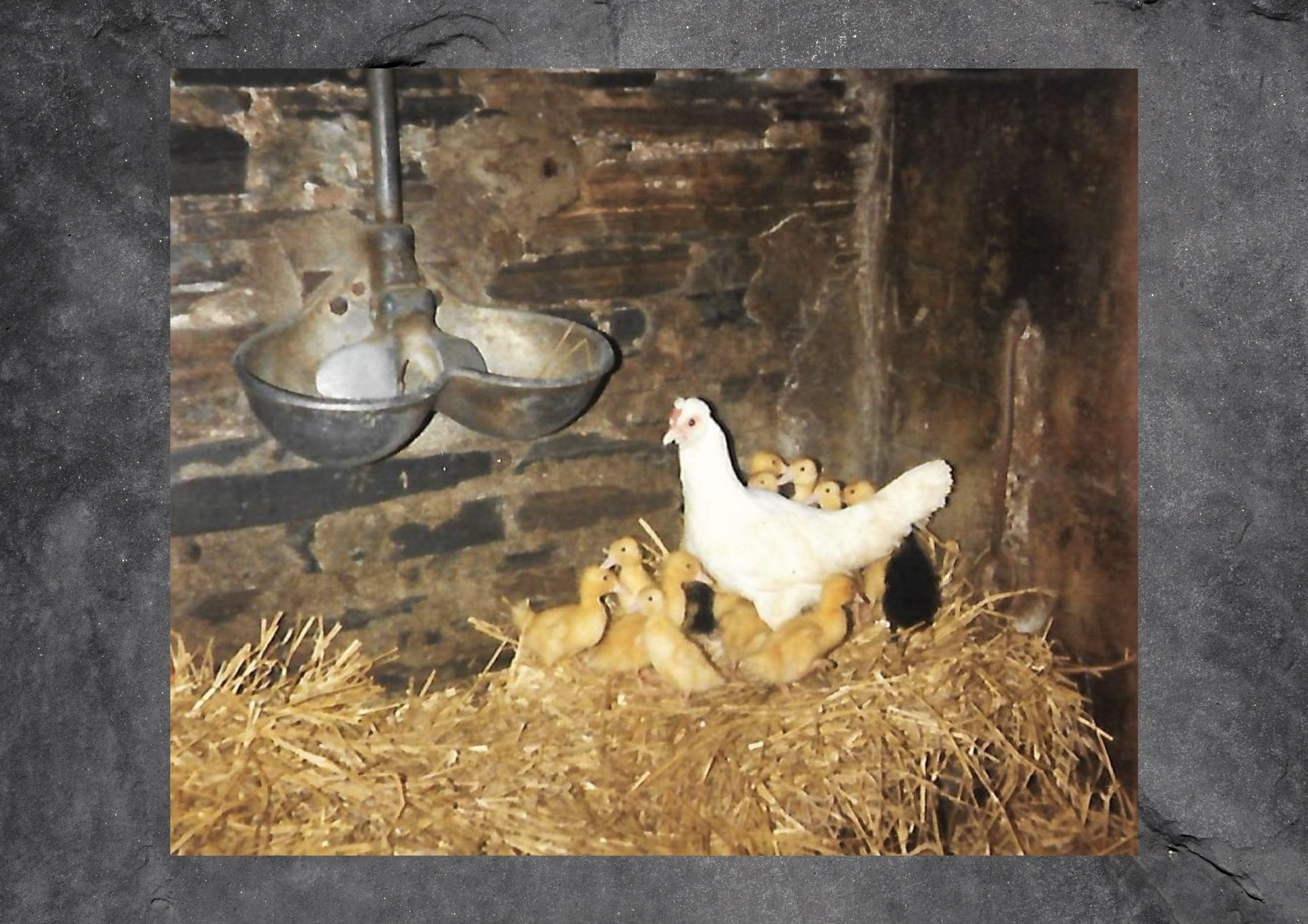 Orkney Farming Reminiscenses from an Orkney Family Orkney Farming Reminiscenses from an Orkney Family