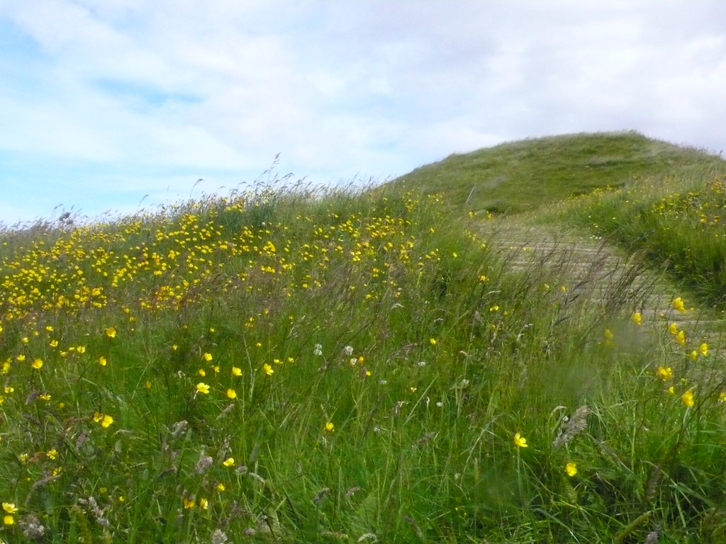 Meadow Mound Meadow at the Neolithic chambered tomb in Stenness, Orkney Islands, Scotland. www.Orkneyology.com
