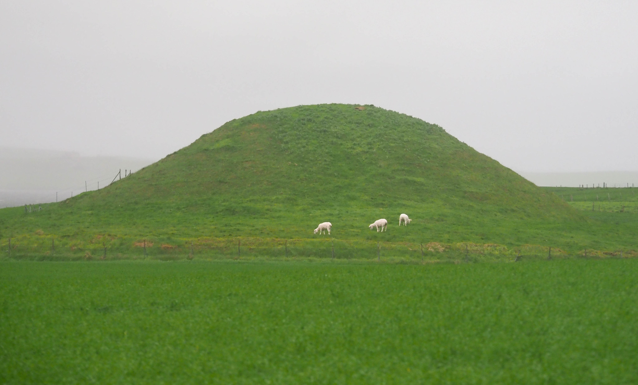 Sheep keeping the place looking nice Sheep grazing on the Neolithic chambered tomb in Stenness, Orkney Islands, Scotland. www.Orkneyology.com