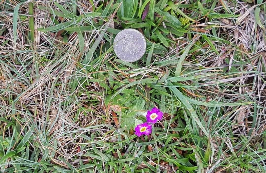 Primula Scotica Primula Scotica at Yesnaby, Scotland. www.Orkneyology.com