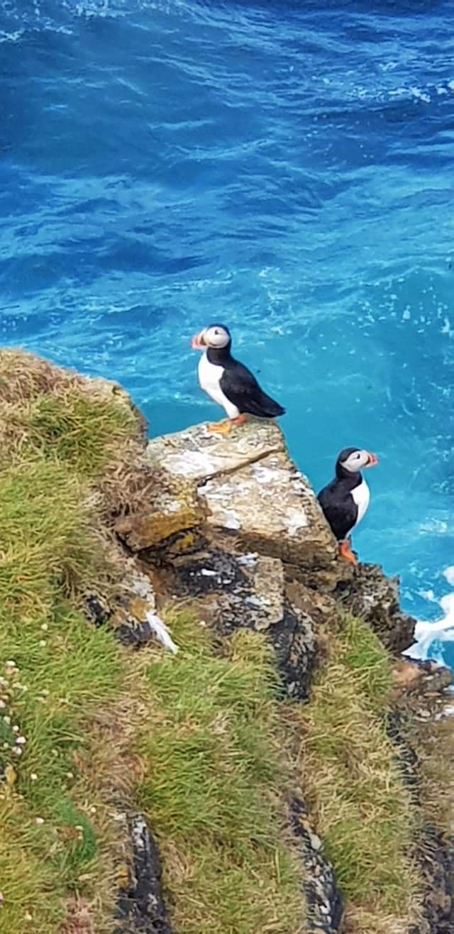 Puffins on the brough Puffins on the Brough of Birsay, orkney Islands, Scotland. More on www.Orkneyology.com