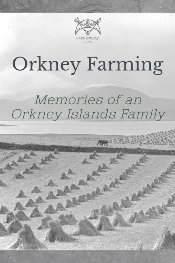 An Orkney farmer writes poignantly about farm life and the devastating foot and mouth disease on a Scottish island in the 1950s. #Orkneyology.com #Orkney #Scottishislands #farming #Scotland