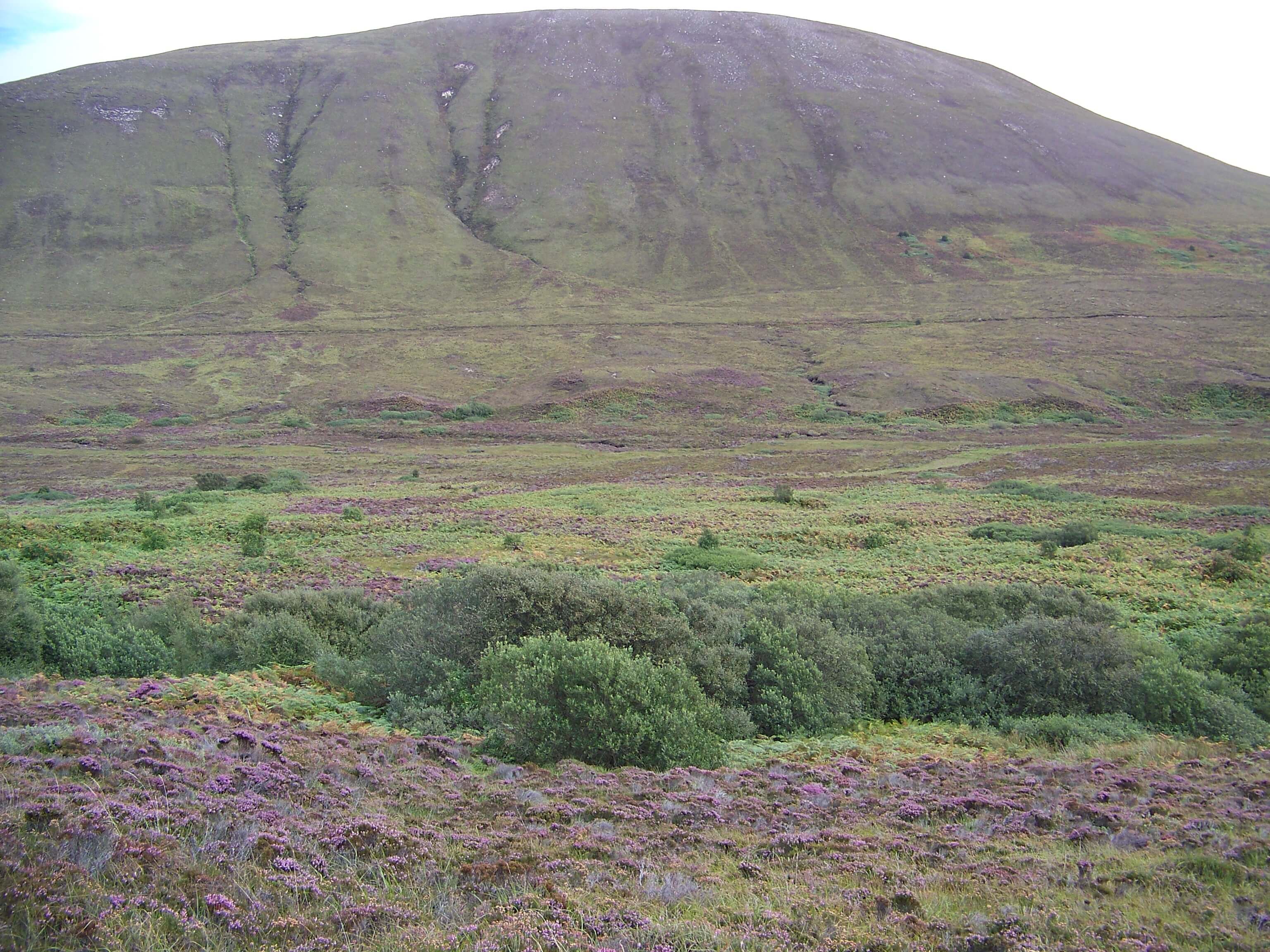 Berriedale Wood, Hoy, Orkney
