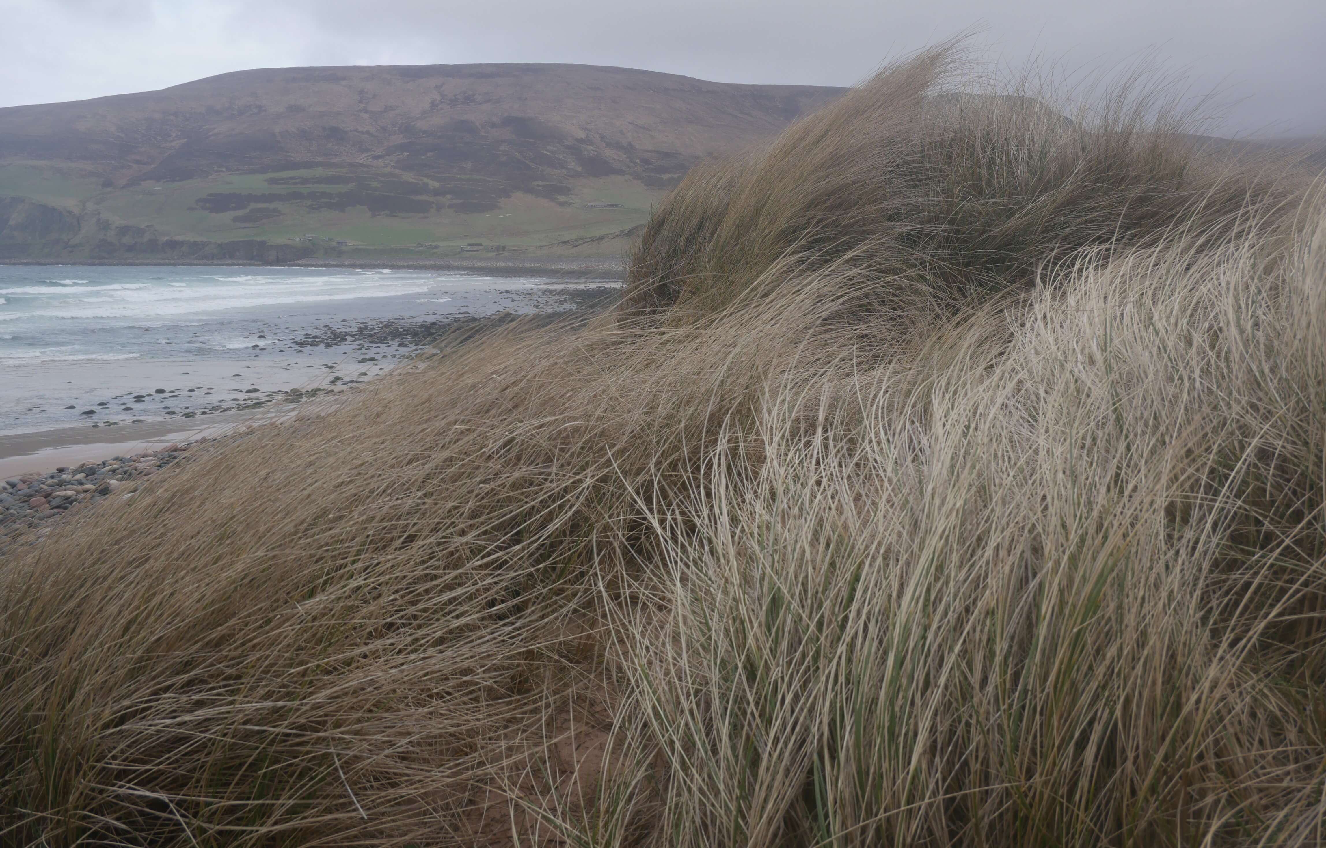 Sea grass on a sand dune, Rackwick Beach, Orkney Islands
