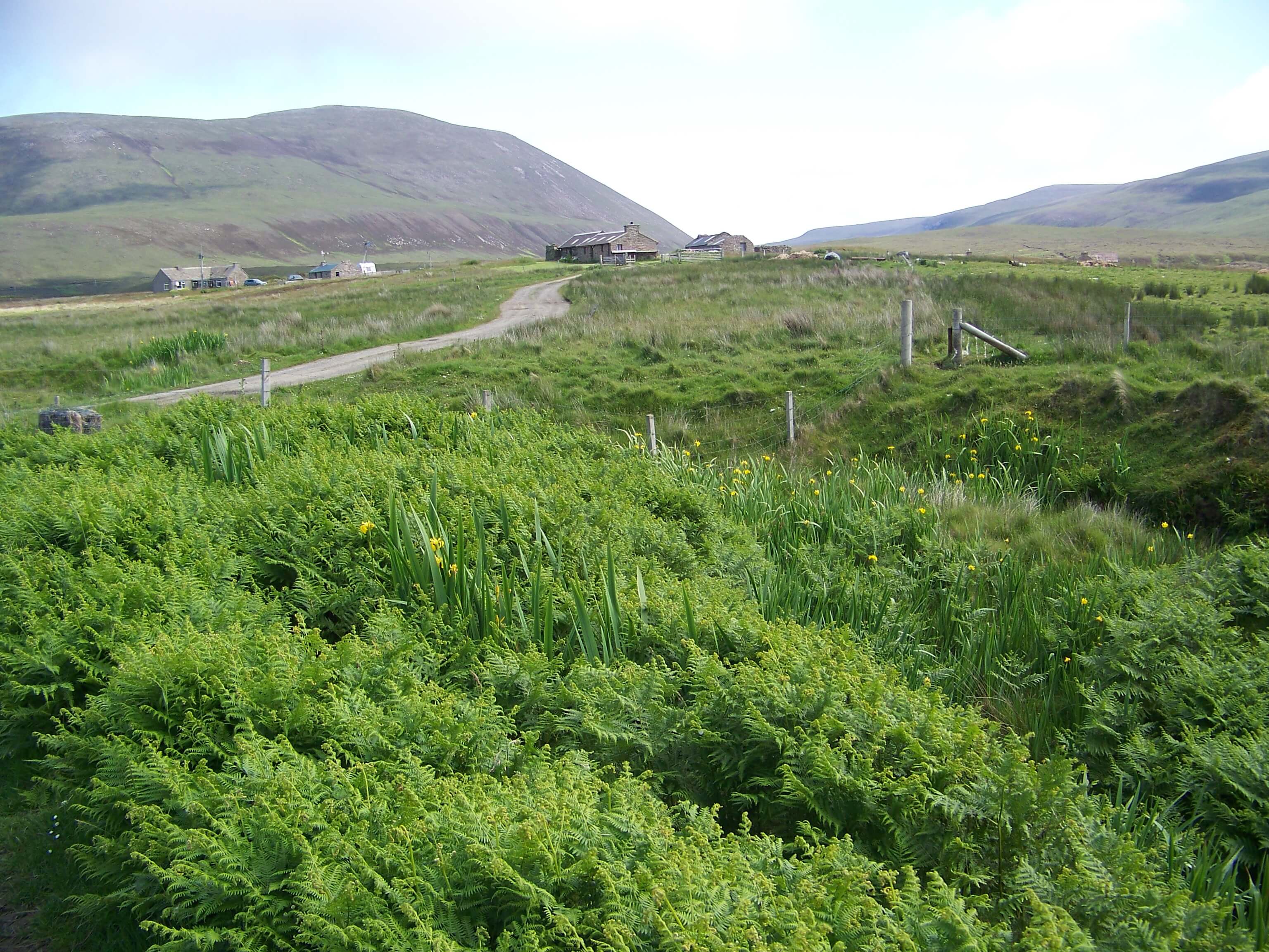 Country road winding though the ferns, Hoy, Orkney