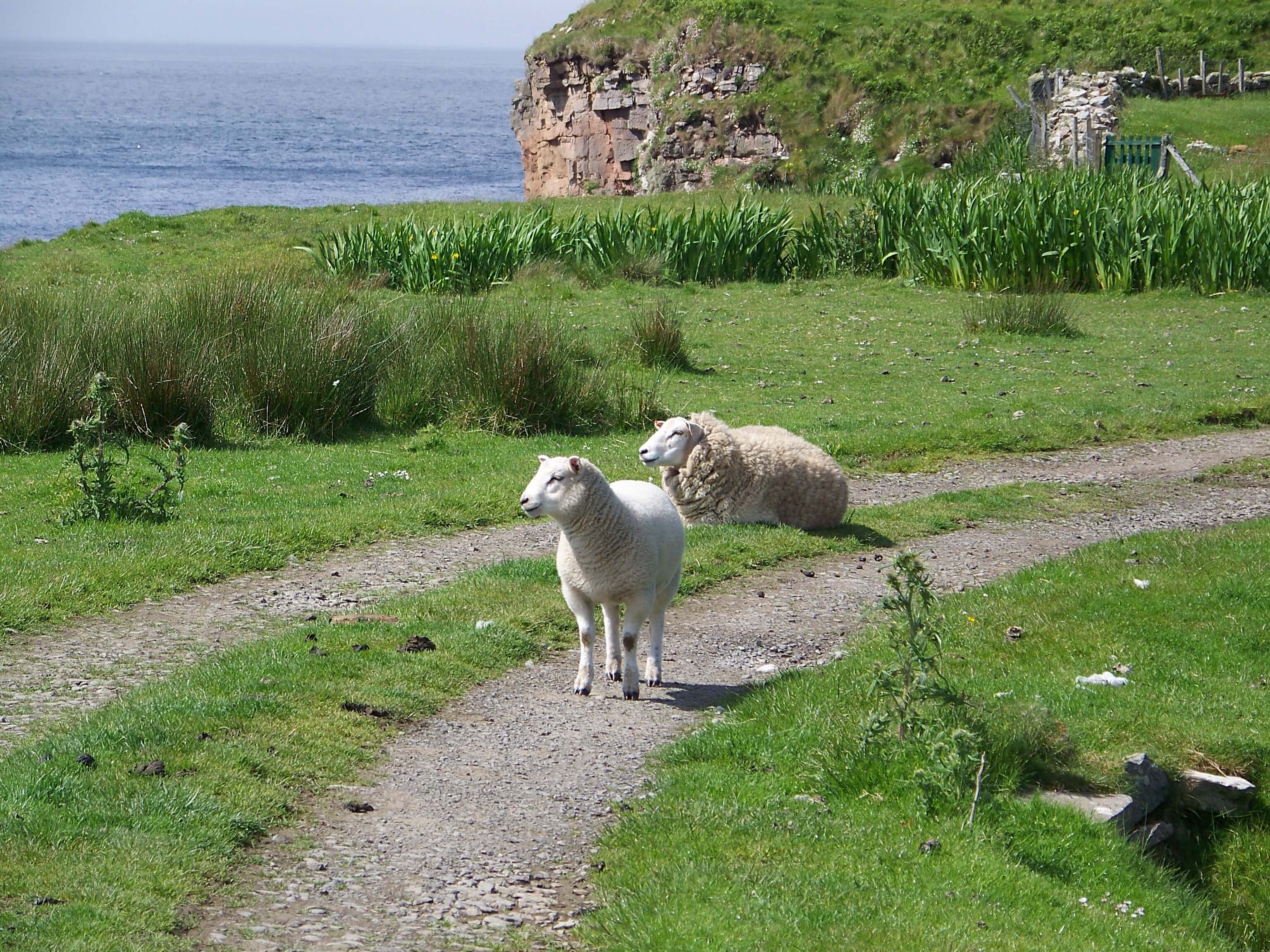 Sheep lounging in the sun in Hoy, Orkney