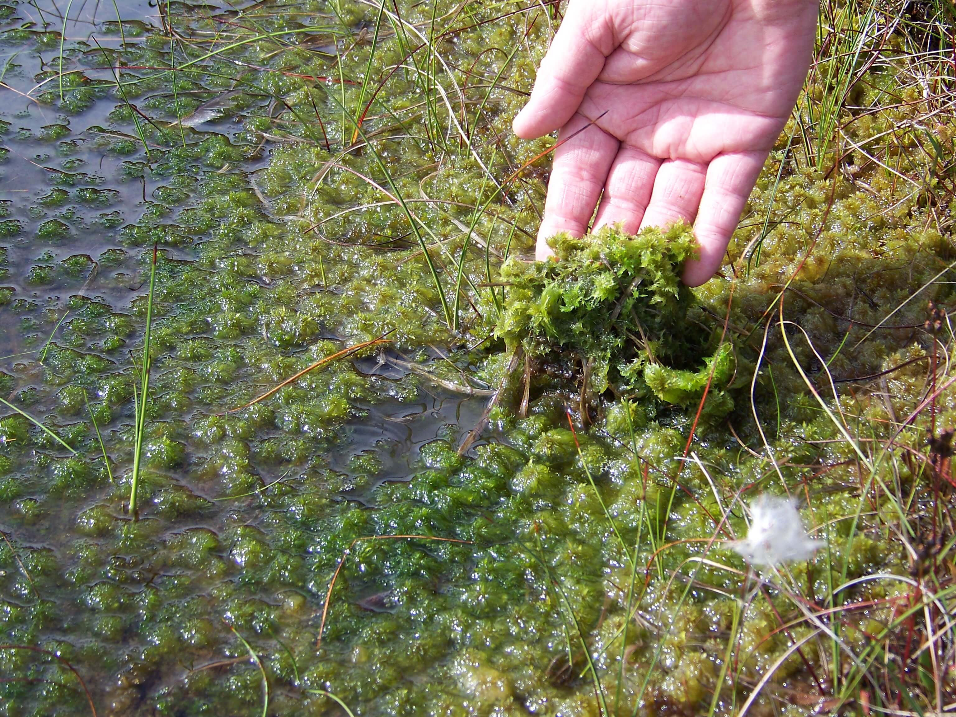 Sphagnum moss in  bog, Hoy Orkney
