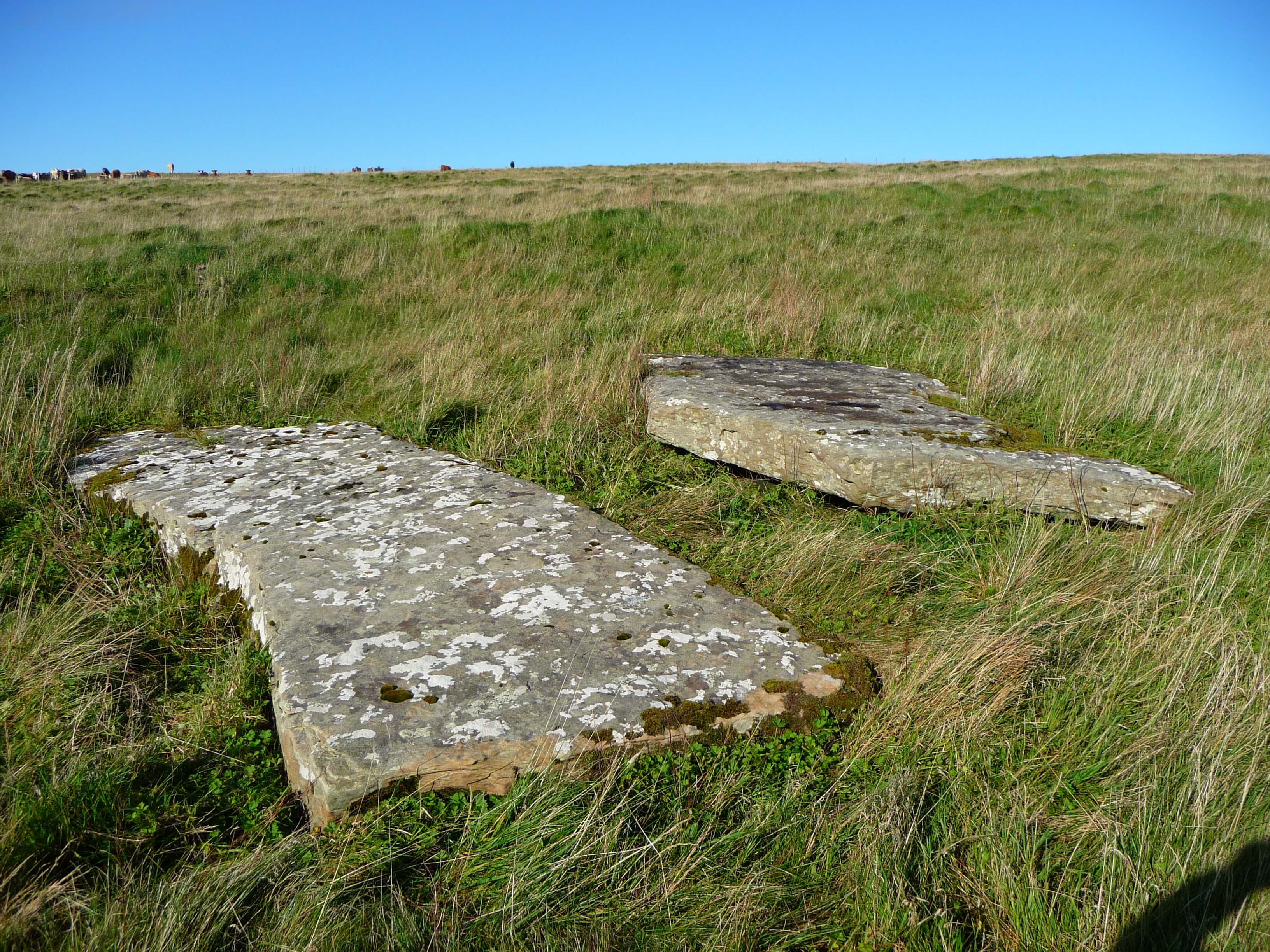 Ready to go! Standing stones quarried in the Neolithic and ready to be taken to Brodgar, Orkney Islands, Scotland, UK. More about Orkney from storyteller Tom Muir at www.Orkneyology.com