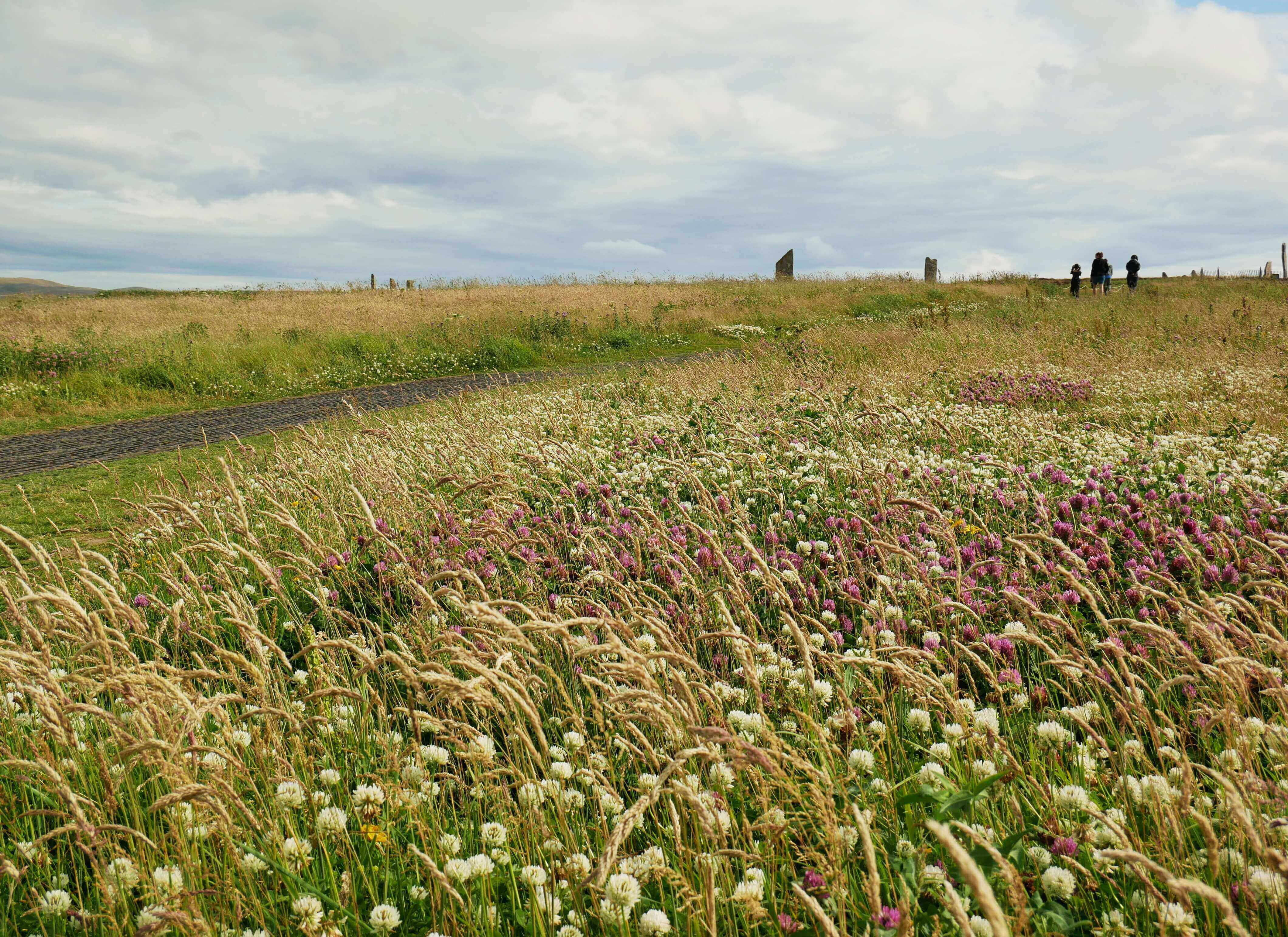 fields of wildflowers around the ring Fields of clover surround the standing stones at Brodgar, Orkney Islands, Scotland, UK. www.orkneyology.com