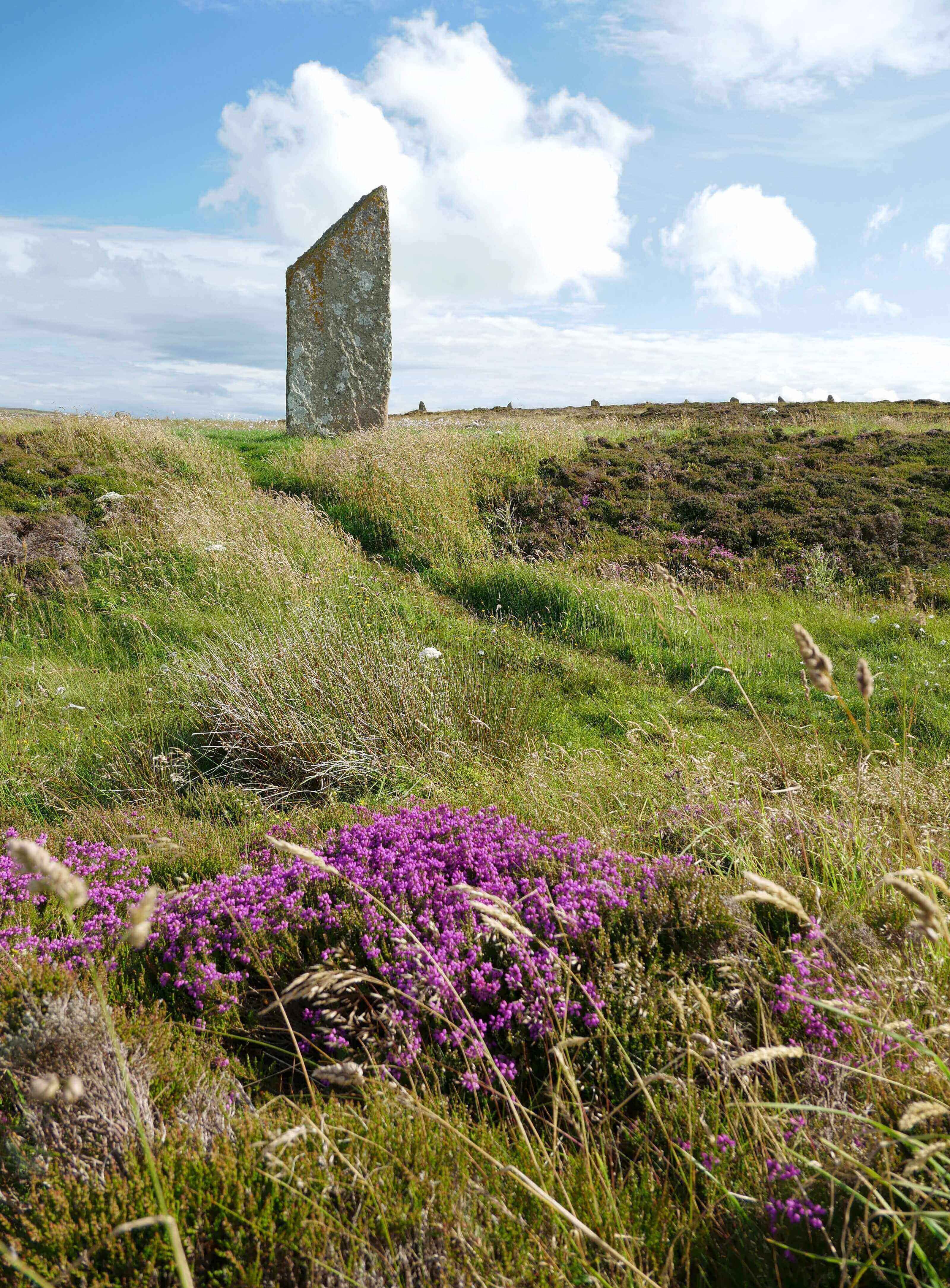 Heather in bloom at the stone circle, Brodgar,  Orkney Islands, Scotland, UK. www.orkneyology.com