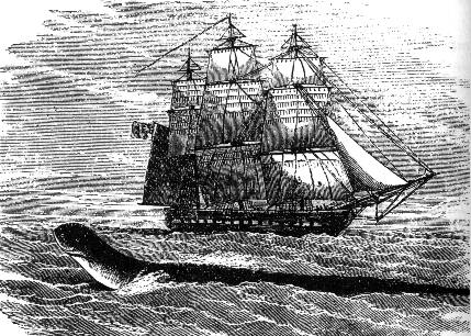 Sea monster illustration