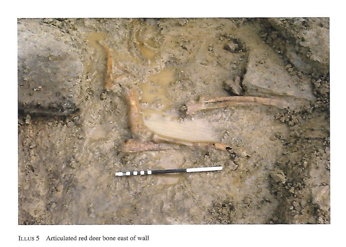 Red deer bones Red deer bones found near the Neolithic village at Skaill Beach, Orkney Islands, Scotland. #Orkneyology.com