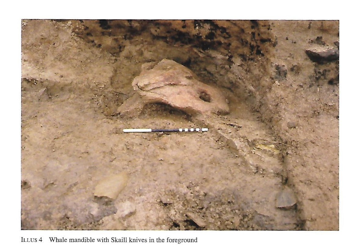 Whale mandible Whale mandible found near the Neolithic village on Skaill Beach, Orkney Islands, Scotland. #Orkneyology.com