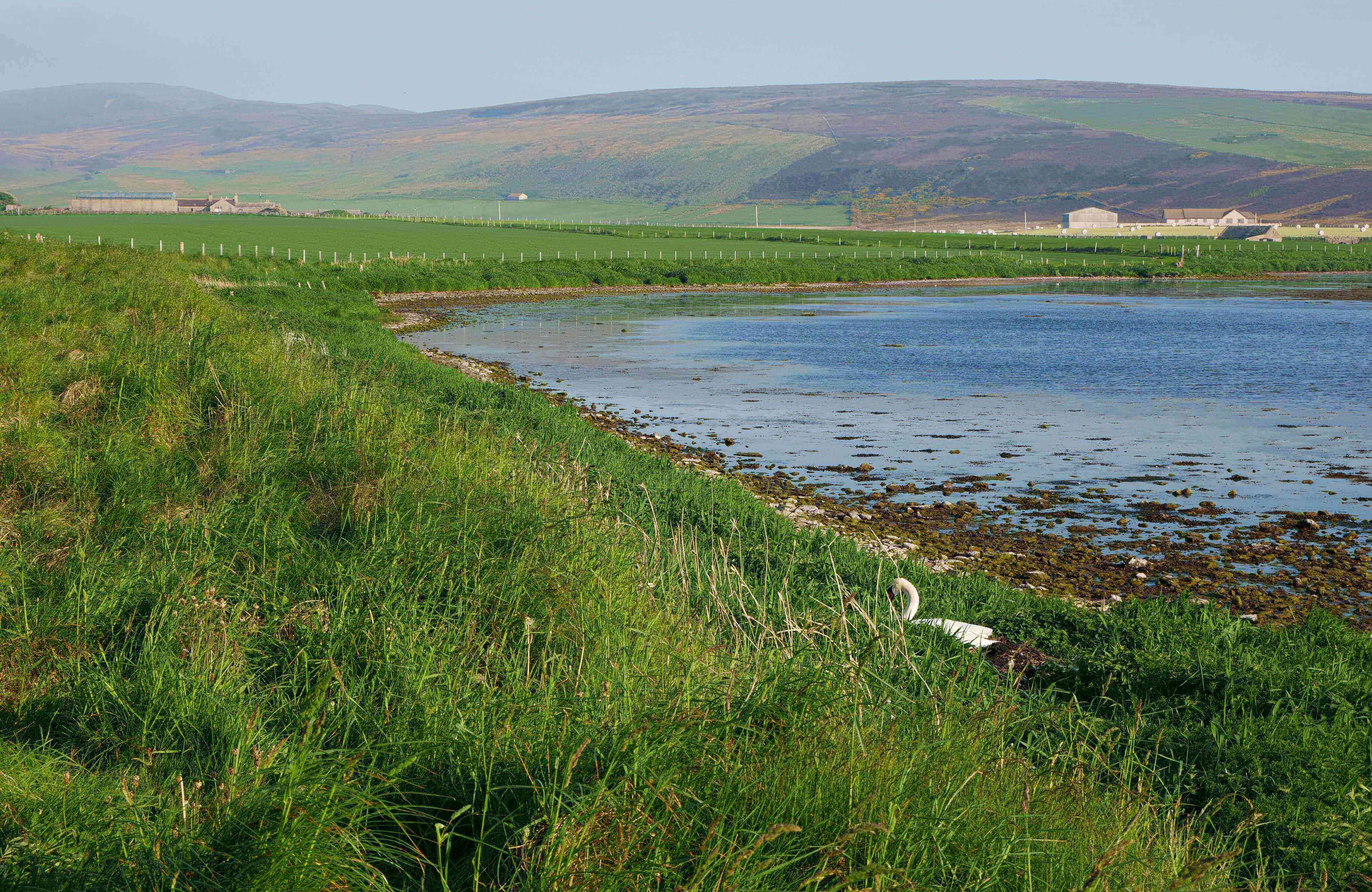 Swans nest along the road, but don't bother them. They can be aggressive! Swan nesting in the Stenness Loch, Orkney Islands, Scotland, UK Orkneyology.com