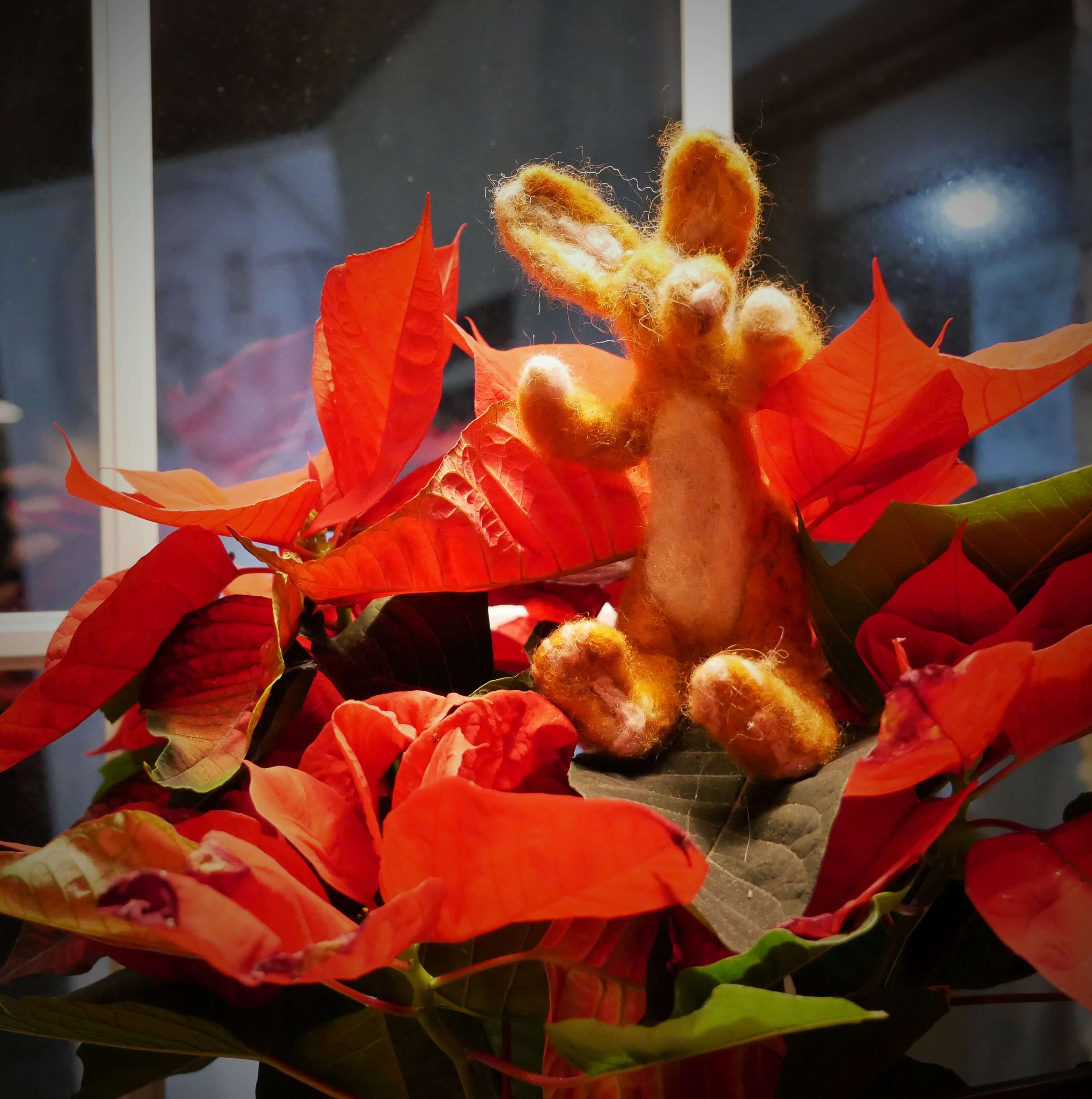 Poinsettia Hare The woolly mascot of Orkney's annual storytelling festival held in the Orkney Islands in October - Story Hare