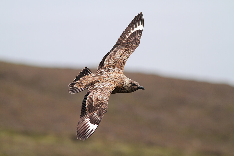 Great skua, or bonxie