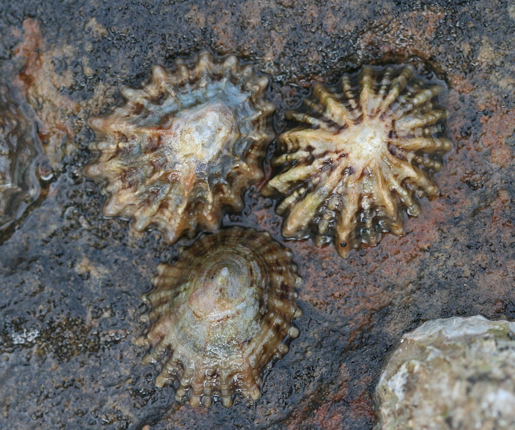 Limpets Limpets