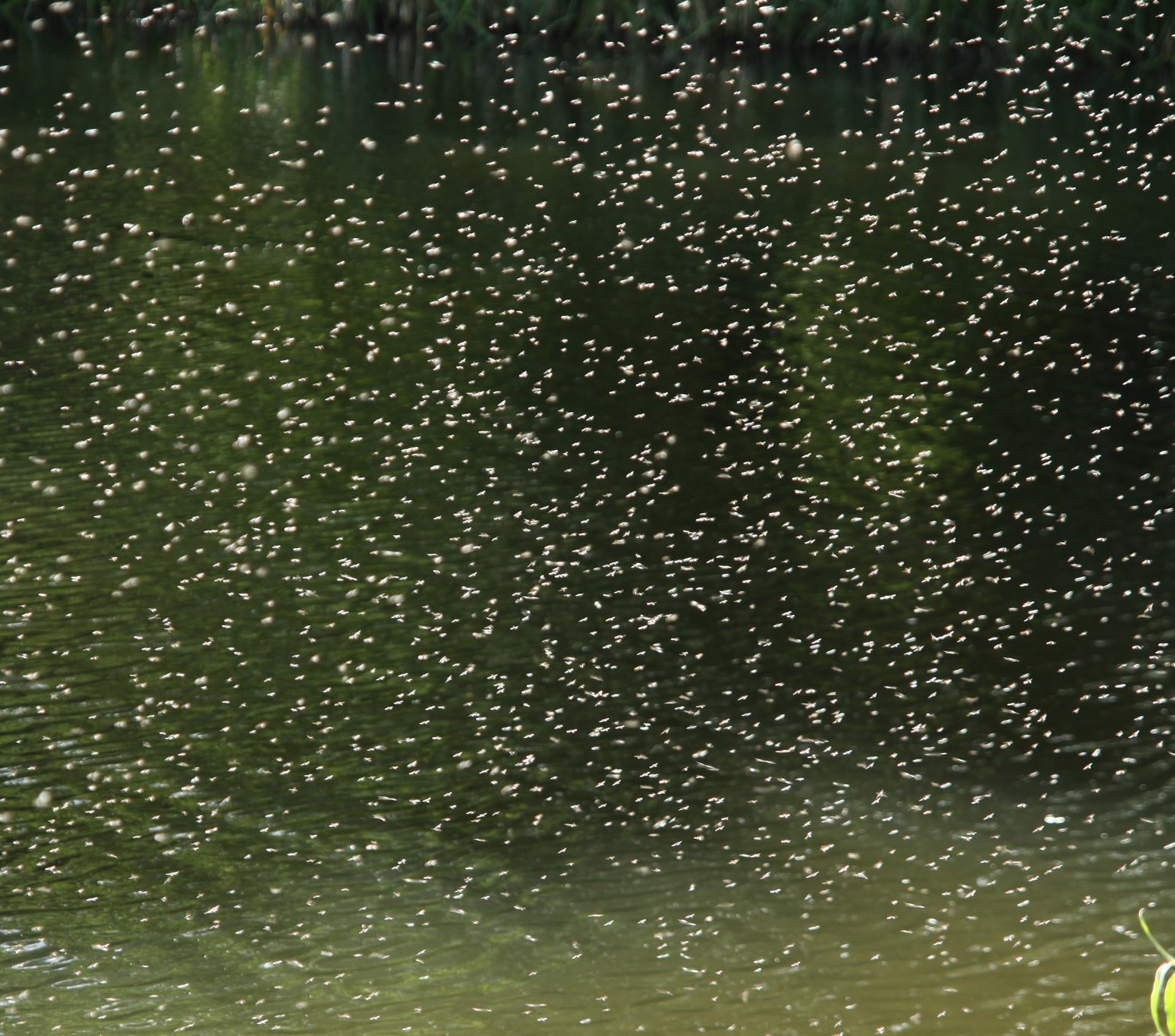 Thousands of midgies