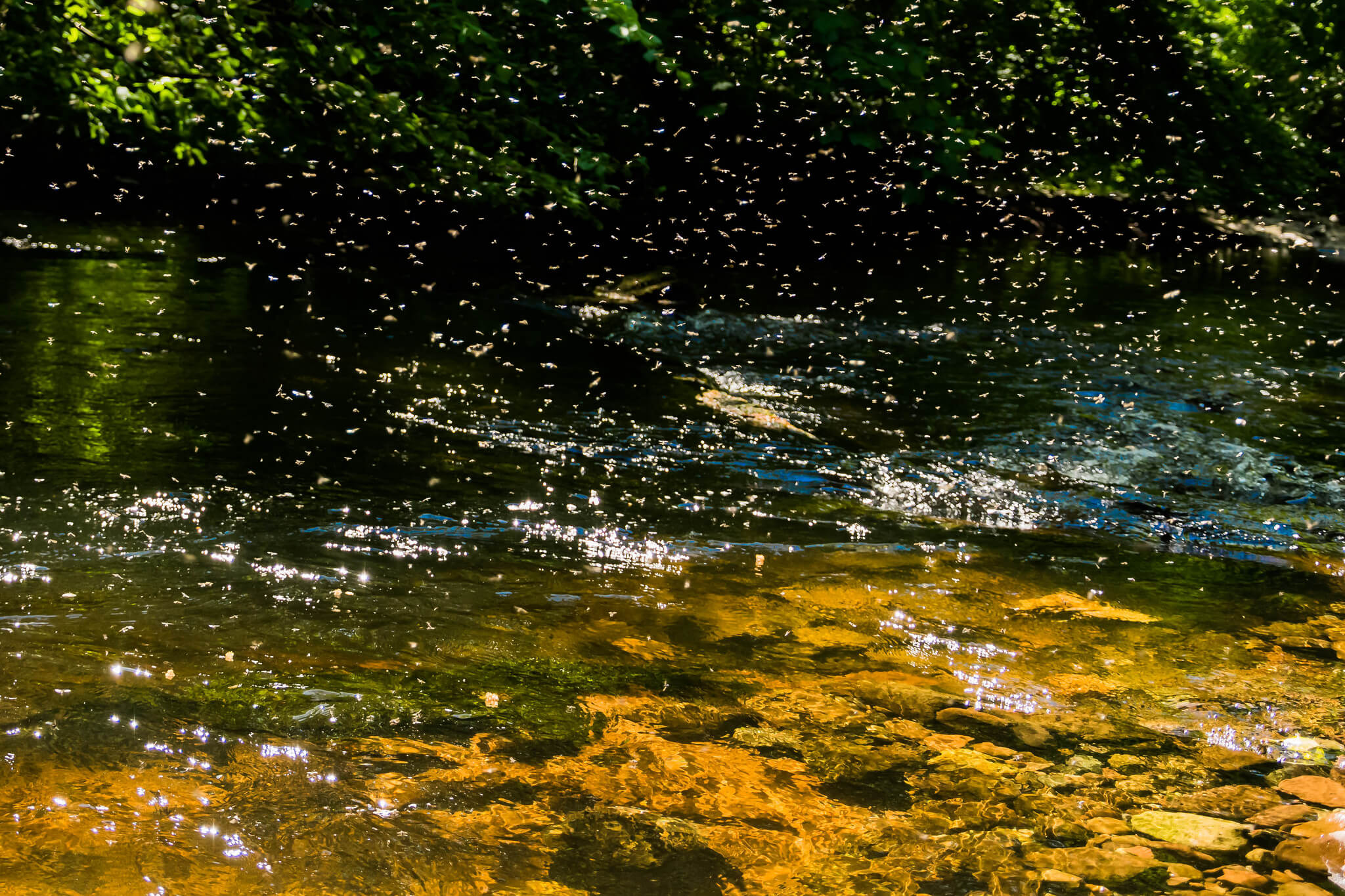 midge swarm