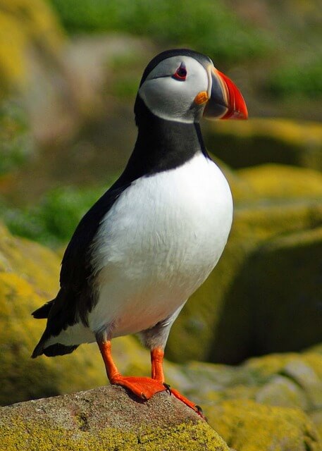 Puffin