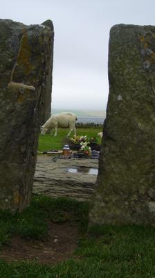 Uninvited guest at the Standing Stones of Stenness